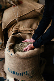 Mains inspectant des grains de café verts dans un sac de jute de la maison Verlet