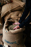 Mains inspectant des grains de café verts dans un sac de jute de la maison Verlet